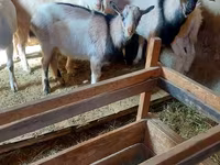 母山羊, Goats — 照片 2