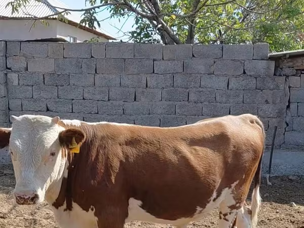 Toro, Swiss cattle