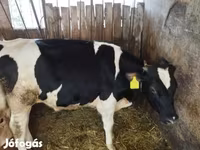 Bull, Holstein breed — photo 3