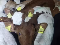 ثور, Simmental cattle — الصورة 3