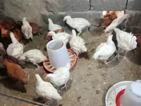Chickens — الصورة 1