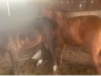 Ат, Аттар — сүрөт 3