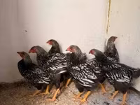 वायंडॉट — फ़ोटो 1