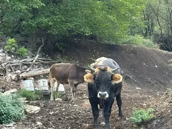 Կով, Խոշոր եղջերավոր — Հայաստան
