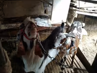 Ешкі, Beetal goats — 5-сурет