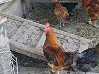 Chickens — الصورة 3
