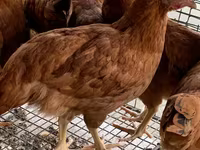 Chickens — फ़ोटो 1