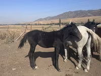Ձի, Russian Don — լուսանկար 1