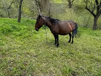 Hengst, Pferde — Foto 1
