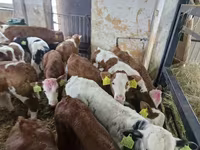 公牛, Limousin cow — 照片 3
