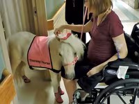 घोड़ी, Miniature horse — फ़ोटो 1