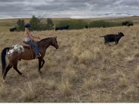 Ձի, Horses of Sable Island — լուսանկար 7