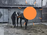 Էգ ձի, Orlov Trotter — լուսանկար 6