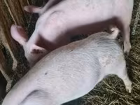 मादा सूअर, Крупная белая — फ़ोटो 1