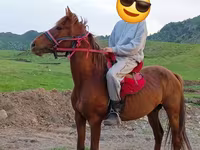 घोड़ा, Anglo-Arabian — फ़ोटो 2