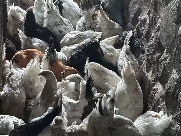 Բրահմա