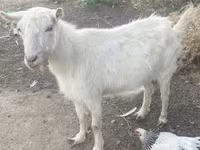 Արու այծ, Russian White goat — լուսանկար 3