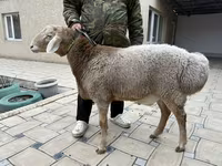 公羊, Sheep — 照片 2