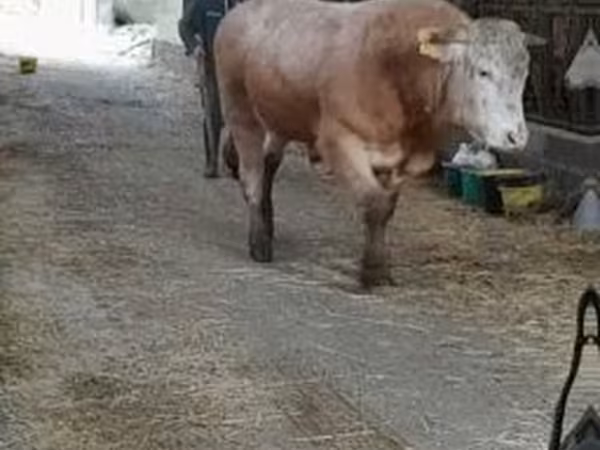 Touro, Blonde d’Aquitane cattle