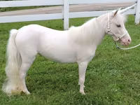 فرس, Miniature horse — الصورة 3