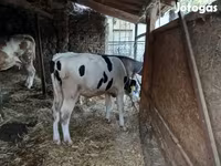 Ցուլ, Simmental cattle — լուսանկար 3
