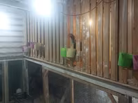 Chickens — फ़ोटो 5