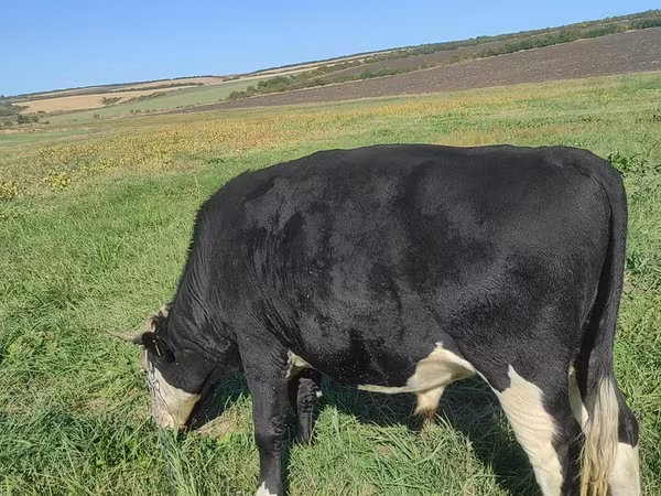 公牛, Russian Black pied cattle