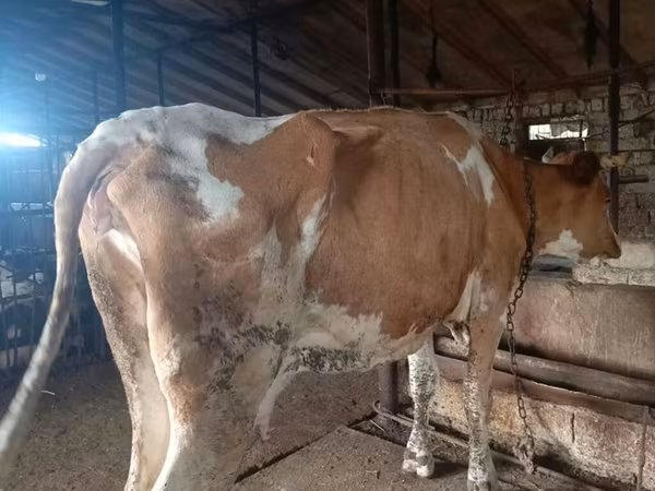 Vaca, Simmental cattle