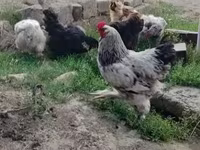 Brahma — foto 1