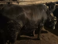 Bull, Cattle — photo 4