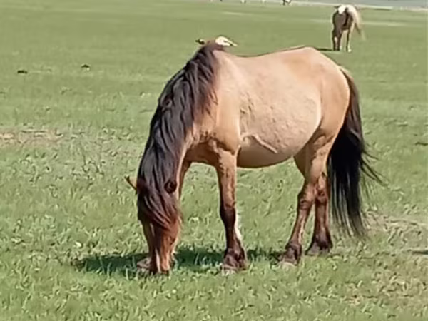 Égua, Horse breed