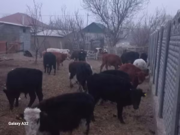 公牛, Cattle