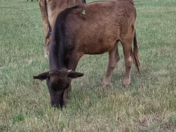 Vaca, Ganado vacuno