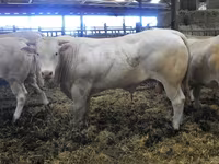 Ցուլ, Blonde d’Aquitane cattle — լուսանկար 5