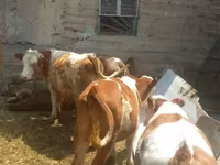 सांड, Simmental cattle — फ़ोटो 4