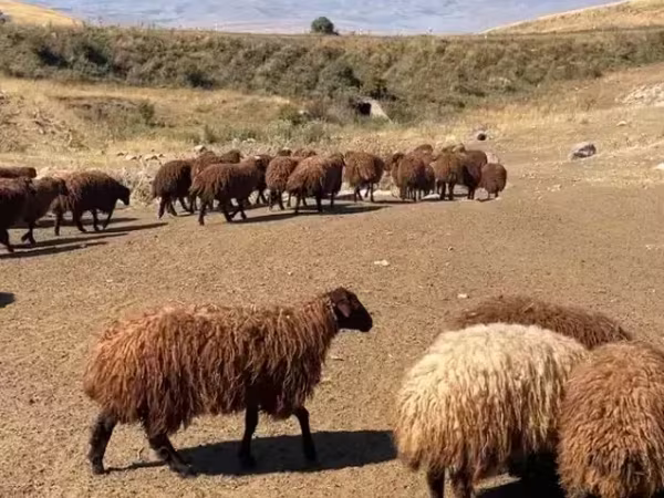 Ոչխար, Ոչխարներ — Հայաստան