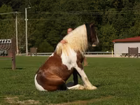 公马, Pinto horses — 照片 8