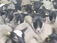 Ոչխար, Romanov sheep — լուսանկար 3
