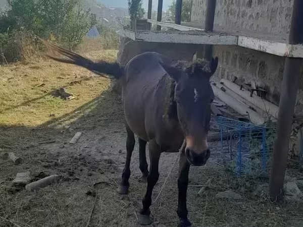 Էգ ձի, Ձիեր