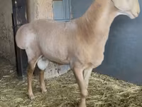 मेढ़ा, Arashan sheep — फ़ोटो 7
