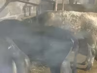 Бұқа, Ірі қара — 8-сурет