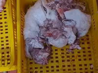 Խոզի գլխի թարմ միս — foto 3