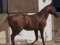 Hengst, Karabakh horse — Foto 2