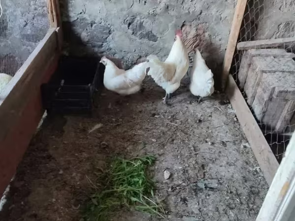 Այամ Չեմանի
