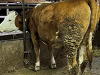 Cow, Swiss cattle — photo 1