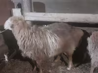 Carneiro, Hissar sheep — foto 3