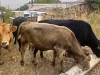 Bull, Cattle — photo 5