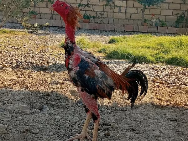Chickens