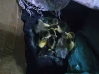 Ducks — Foto 2