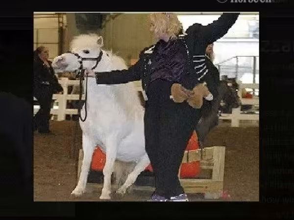 Էգ ձի, Miniature horse